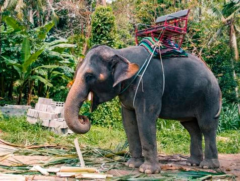 Big happy gray elephant eats a bamboo tree in the forest jungle Foto stock