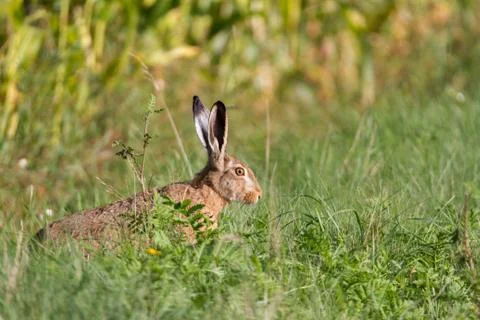 Big hare on summer meadow Stock Photos