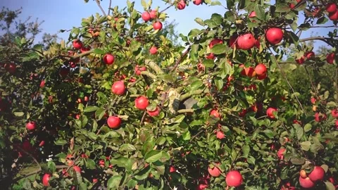 Big harvest of red ripe apples on tree branches in sunny weather in August Stock Footage 204876397