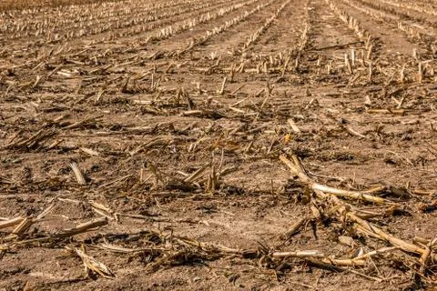 Big harvested corn field with brown soil Stock Photos