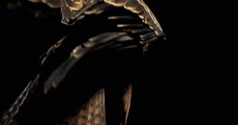 Big hawk is spreading its wings and takes off, predatory bird, wildlife, 4k Stock Footage 135648149