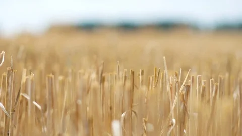 Big hay bails on the summer field Stock Footage 78453488
