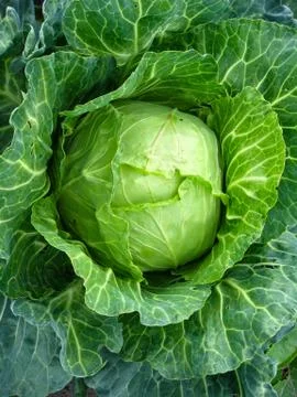 Big head of cabbage Stock Photos