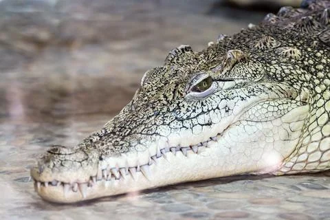 Big head of a crocodile Stock Photos