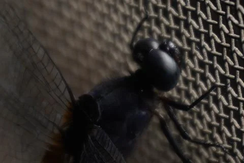The big head of a dragonfly features large compound eyes Stock-Fotos