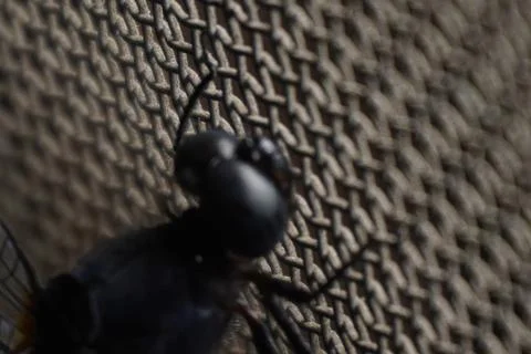 The big head of a dragonfly features large compound eyes Stock Photos