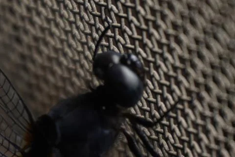 The big head of a dragonfly features large compound eyes Stock Photos