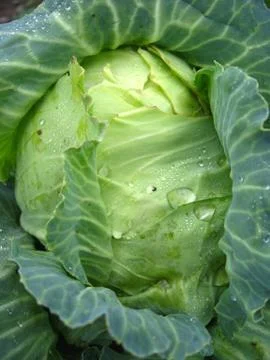 Big head of green cabbage Stock Photos