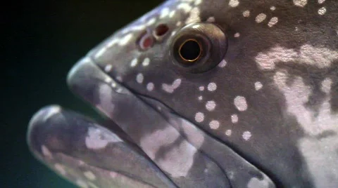 Big Head of a Grouper Stock Footage 788979
