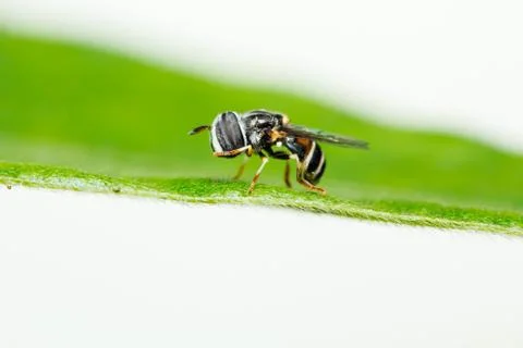Big head hoverfly Stock Photos