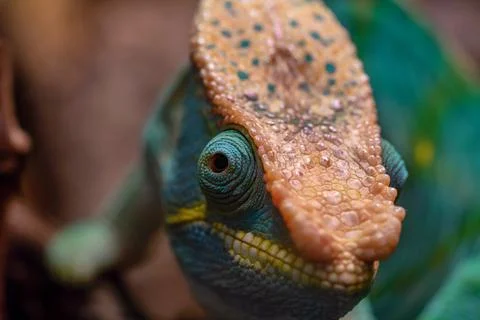 Big head of a lizard of a chameleon Stock Photos
