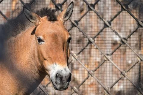 Big head or muzzle of a horse Stock Photos