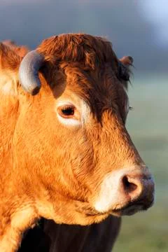 Big head Stock Photos