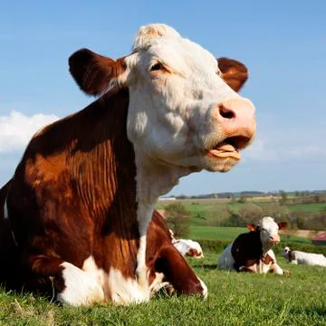 Big head square Stock Photos