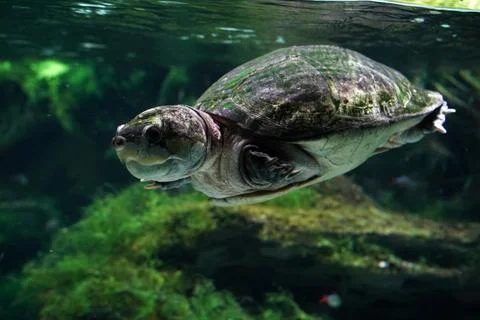  big headed amazon river turtle underwater close up portrait looking at you Stock Photos