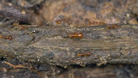 Big-headed ants Pheidole xanthogaster running along the rainforest floor Stock Footage