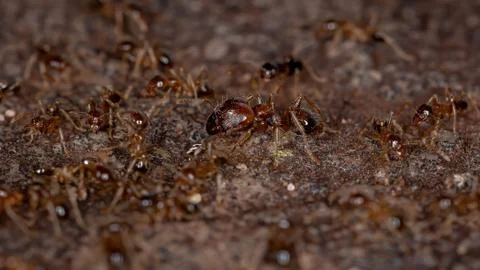 Big Headed Ants Stock Photos