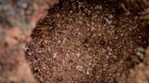Big Headed Ants Foto stock