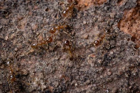 Big Headed Ants Foto stock