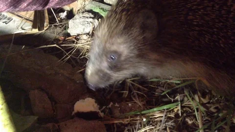 Big hedgehog eagerly eats curd cheese at night - Close Up Stock Footage 106364340