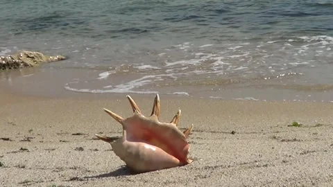 Big hell on beach Stock-Footage 337968277