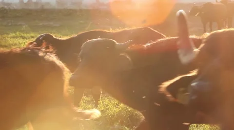 Big herd of buffalo Stock Footage 61805535