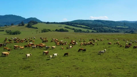 Big herd of cattle , aerial view Stock Footage 121992157