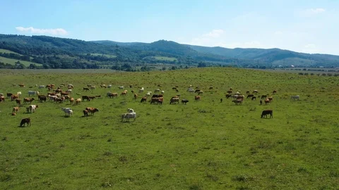Big herd of cows on a farm, drone (aerial) view Video stock 121992121
