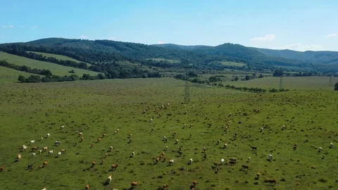 Big herd of cows on a farm, drone (aerial) view Video stock 121992617