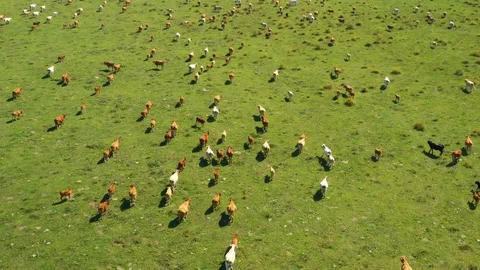 Big herd of cows on a farm, drone (aerial) view Video stock 121992618