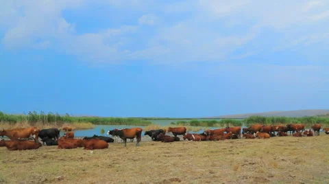 Big Herd Of Cows Resting At Nature Stock-Footage 41509352