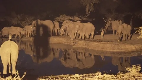 Big herd of elephants drinking at night Stock Footage 119028265