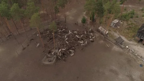 Big herd of reindeers in camp in depth of Siberia. Aerial view Stock Footage 281851896