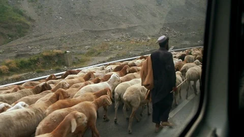 A big herd of sheep walking on the roadside with a shepherd, Pakistan. Stock Footage 108603518