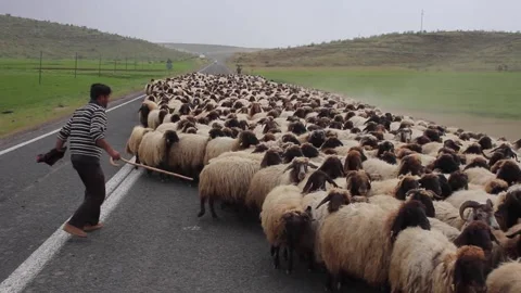 A Big Herd Of Sheep Walking On The Roadside With A Shepherd Mardin Turkey Stock Footage 152952807