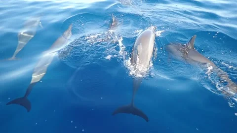 Big herd of Spinner Dolphins Riding A Bow Wave Papua New Guinea Stock Footage 140718714