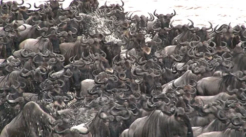 Big herd of Wildebeest (Connochaetes Taurinus) crossing the Mara river Stock Footage