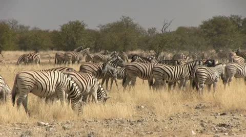 Big herd of zebras (2) Video stock 12127527