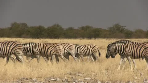 Big herd of zebras 스톡 동영상 12127545