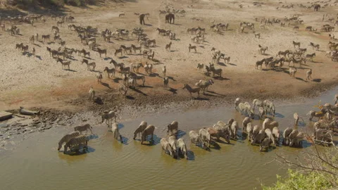 Big herds of Zebra drinking in Boteti river bed, Botswana, Makgadikgadi Pans NP, Stock Footage 334314857