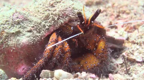 Big Hermit Crab Stock Footage 22308562