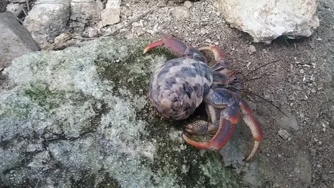The big Hermit crab Stock Footage 94125293