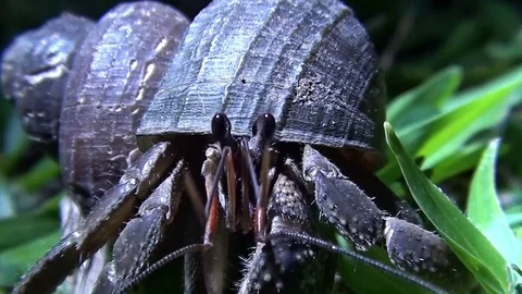 Big hermit crab Video stock 104045540