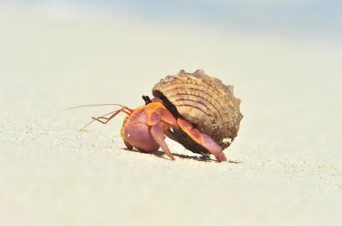Big hermit crab Stock Photos