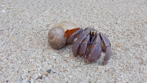 Big hermit crab with shell Stock Footage 107443274