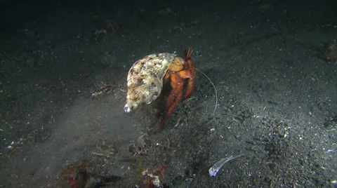 Big hermit crab walking on bottom - Dardanus megistos, underwater shot Stock Footage 31751742