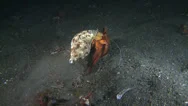 Big Hermit Crab Walking On Bottom - Dardanus Megistos, Underwater Shot Stock Footage