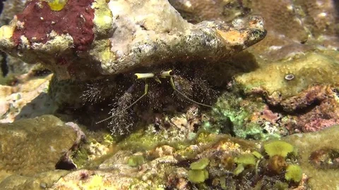 Big hermit grab 1 Video stock 102905244