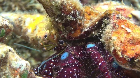 Big hermit grab 2 Video stock 102905209