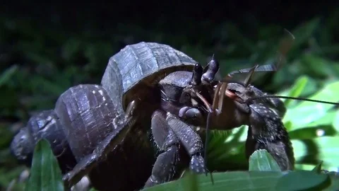 Big hermit grab Video stock 104045514